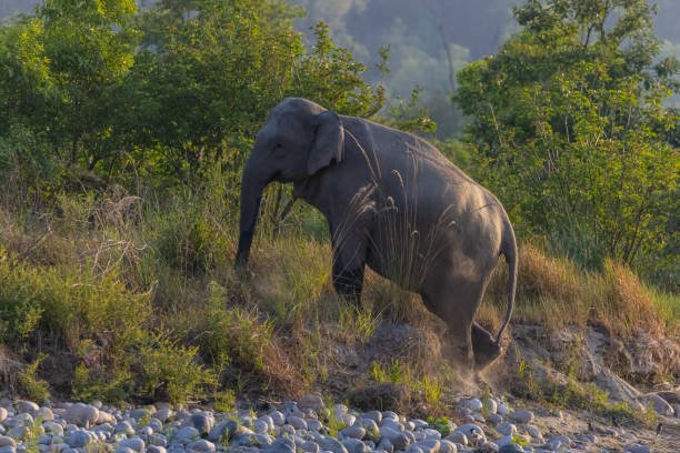Delhi to Jim Corbett Taxi